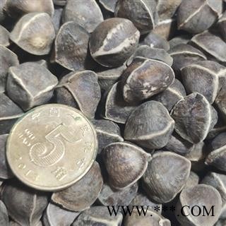 京辉药业 辣木籽 大粒 子实饱满 实拍图2