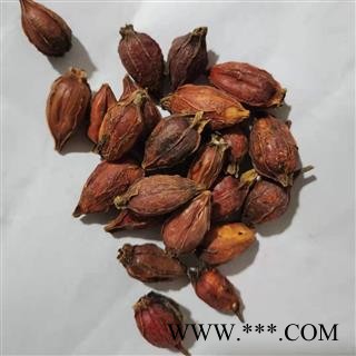 【福建栀子】【润泽中药】中药材批发供应规格齐全量大从优图2