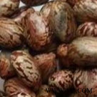 中药材 蓖麻子 红蓖麻子 正品 精选图3