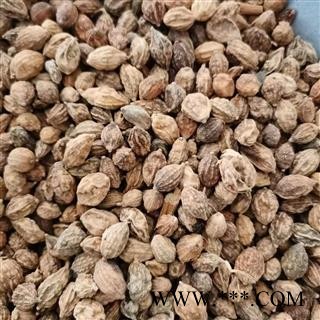 益智仁 益智统货 产地 海南省图2