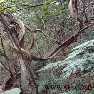 新鲜鸡血藤 野生生品鸡血藤 网状鸡血藤 整条砍砍药 根子药 跑江湖 地摊药图4
