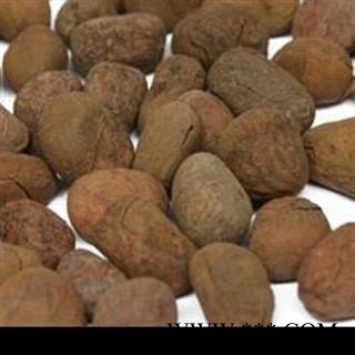 大风子 大风子统货 产地 广西壮族自治区图2