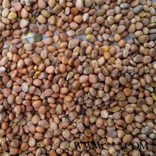 莱菔子 莱菔子统货 产地 山东省图2