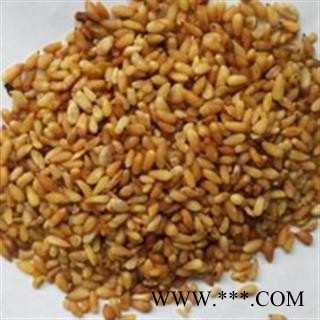 柏子仁 柏子仁精选货 产地 山东省图2