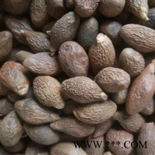 胖大海 产地 广西壮族自治区南宁市图2