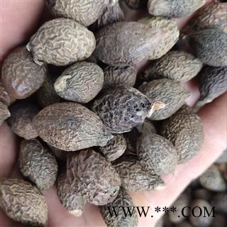 胖大海 产地 广西壮族自治区南宁市图4