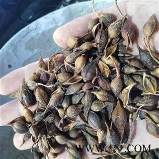 连翘 青翘水煮（汽蒸）选货 产地 山西省太原市市辖区图2