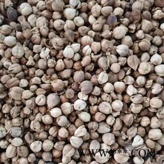 白豆蔻 好统货 产地 广西壮族自治区图2