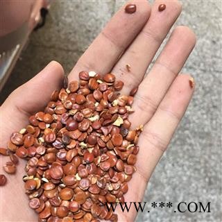 酸枣仁 进口炒枣仁 代加工各种炒法可打粉 酸枣仁饱满精选货 产地 海外图3