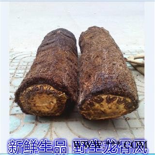 新鲜野生龙骨风 整根湿品 大贯仲 飞天蠄蟧 砍砍药