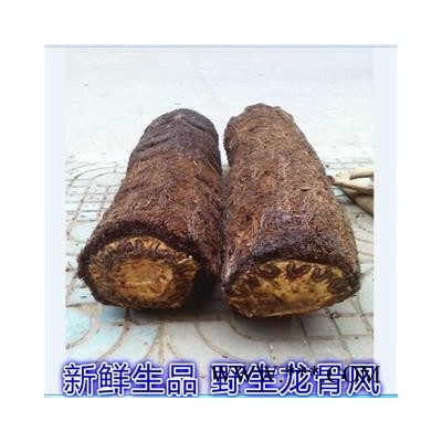 新鲜野生龙骨风 整根湿品 大贯仲 飞天蠄蟧 砍砍药