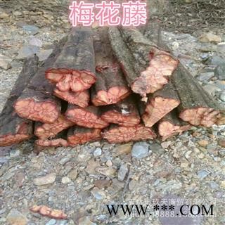 新鲜九龙藤 野生生湿品 梅花九龙藤 梅花九龙筋 梅花血藤 龙须藤 梅花藤 五花血藤 整根发货