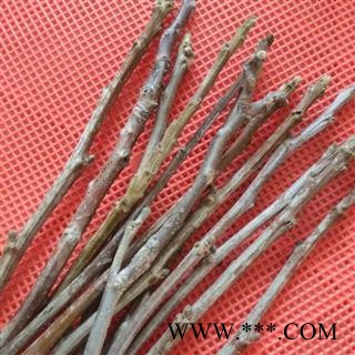 秦岭核桃树尖山核桃树枝老核桃树皮图2