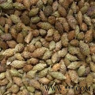 苍耳子 去刺苍耳子 选货 去刺 含量高 干度好 产地 内蒙古自治区图2