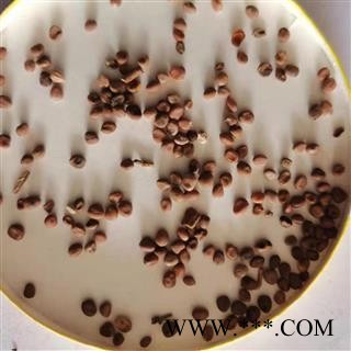 莱菔子 云南莱菔子统货 产地 云南省图3