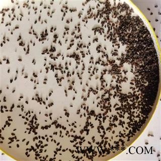 车前子 车前子净货 产地 四川省图2