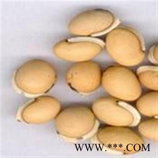 白扁豆 云南进口白扁豆选货 产地 云南省图2