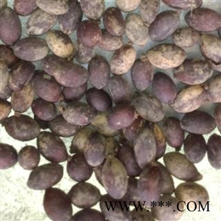 灵吉药业 蒲葵子 蒲葵籽 别名:葵树子 地产药材产地直销图2