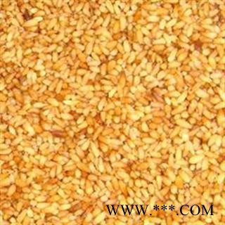 《满198包邮》柏子仁 柏子仁精选货 标准95货 不掺壳子 道地好药 产地 山东省图3