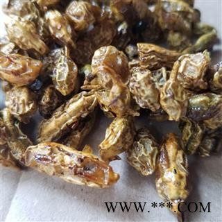 槐角 槐实 槐子 槐豆 槐连  蜜槐角图3