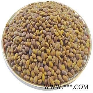 苦豆子 苦马豆 苦豆籽 羊尿泡 马皮泡图4