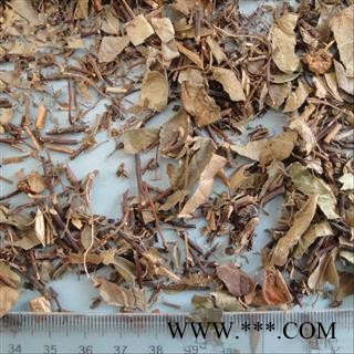 络石藤 络石藤 产地 浙江省图2