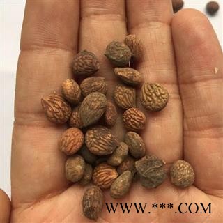 诺源药材行中药材蕤仁  蕤核 蕤子图2