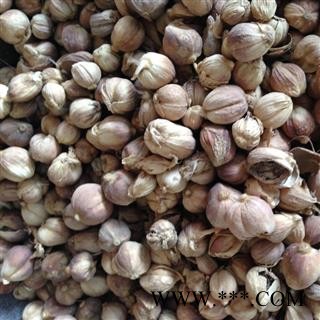 新辉药业中药材白豆蔻 豆蔻  肉蔻 优质调料图3