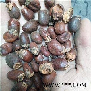 荔枝核 荔枝核统货 产地 广西壮族自治区图3