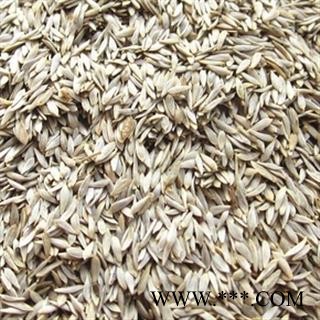 诺源药材行优质新货 生菜籽 白巨胜 莴苣子 正品净货图2