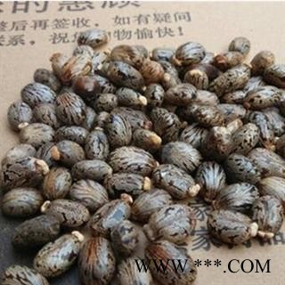 新辉药业中药材蓖麻子图2