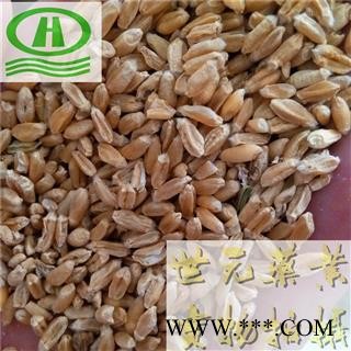 世元药业 浮小麦 正品 优质 浮麦 浮水麦图2