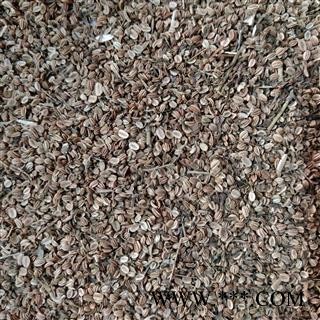 蛇床子 蛇床子净货 产地 山东省图3