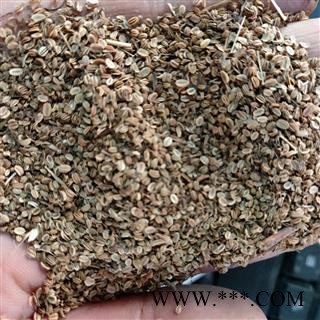 蛇床子 蛇床子净货 产地 山东省图2