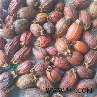 诺源药材行优质栀子 红栀子 无硫新货可打粉图4