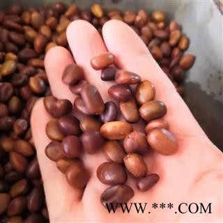 新辉药业皂角米  大皂角子 皂角子图2