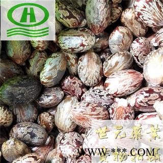 世元药业 红蓖麻子 大选颗粒 别称-大麻子 老麻了 草麻图2