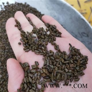 决明子 进口决明子草决明选货颗粒饱满颜色鲜亮无任何杂质 产地 海外图3