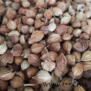 诺源药材行砂仁 砂仁 香砂仁图2