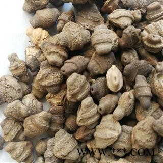 九盛堂中药材 王瓜子 土瓜仁 马雹儿子 赤雹子 土瓜籽图2