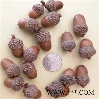 诺源中药材橡子 橡实图2