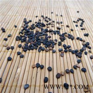 曼陀罗子 醉葡萄、天茄子、胡茄子、狗核桃、风茄果、伏茄子图2