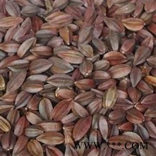 诺源药材行中药材使君子 留求子 史君子 五棱子 索子果图3