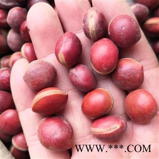 新辉药业薏苡仁 薏果 红木薏果 红果图3