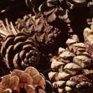 新辉药业松塔  松球图1