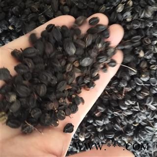 新辉药业中药材  刺五加果 刺五加子片刺五加茶图2