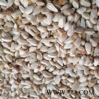 新辉药业红花籽 红花子 新疆新货图2