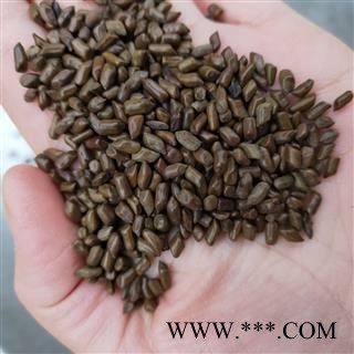 决明子 国产清炒决明子选货无任何杂质草决明炒的好 产地 山东省图3