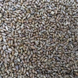 决明子 国产清炒决明子选货无任何杂质草决明炒的好 产地 山东省图4