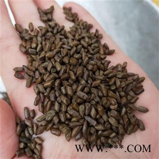 决明子 国产清炒决明子选货无任何杂质草决明炒的好 产地 山东省图2